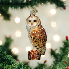Barn Owl